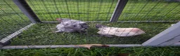 Chickens poultry for sale: Two Bantam Chickens (Male and Female) in Nantwich - Advert 4
