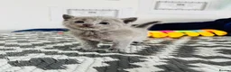 Russian Blue cats for sale: TICA PEDIGREE RUSSIAN BLUE KITTENS  - Advert 20