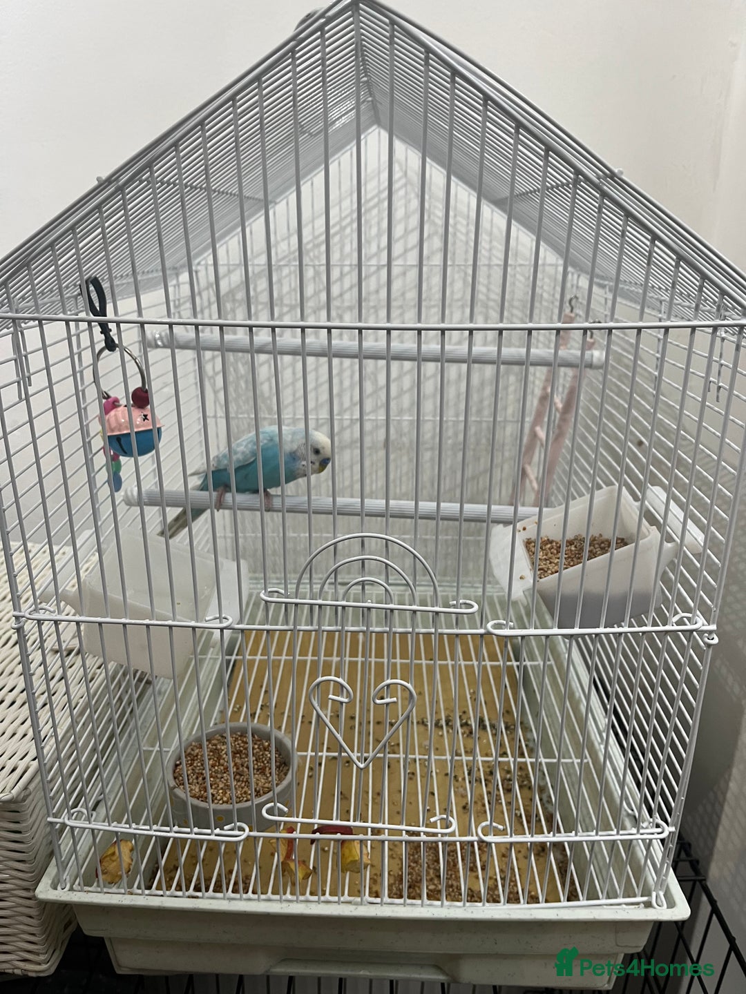 Budgerigars birds for sale: Budgie and cage for sale  - Image 4