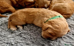 Mixed Breed dogs for sale: Cavapoo/cockapoo, ready September £1250. Cardiff - Image 15