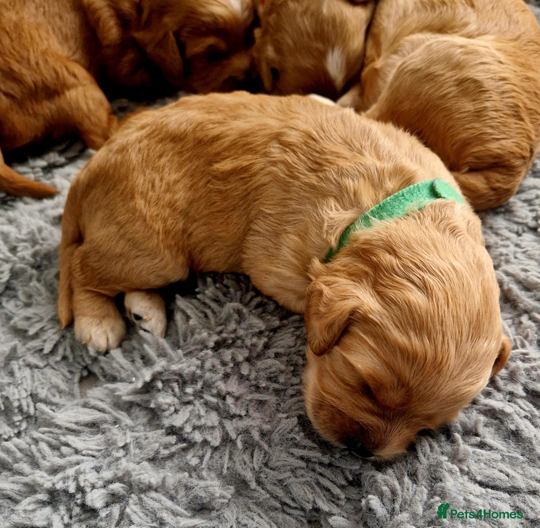 Mixed Breed dogs for sale: Cavapoo/cockapoo, ready September £1250. Cardiff - Image 15