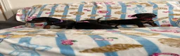 Dobermann dogs for sale: Kc reg Health tested parents Black and Tan girls  - Advert 7