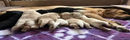 Labrador Retriever dogs for sale: 1 Beautiful Labrador Puppy  - KC Registered  - Advert 1