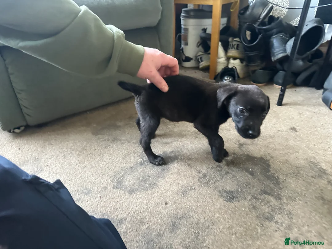 Mixed Breed dogs for sale: Puppies - Advert 15