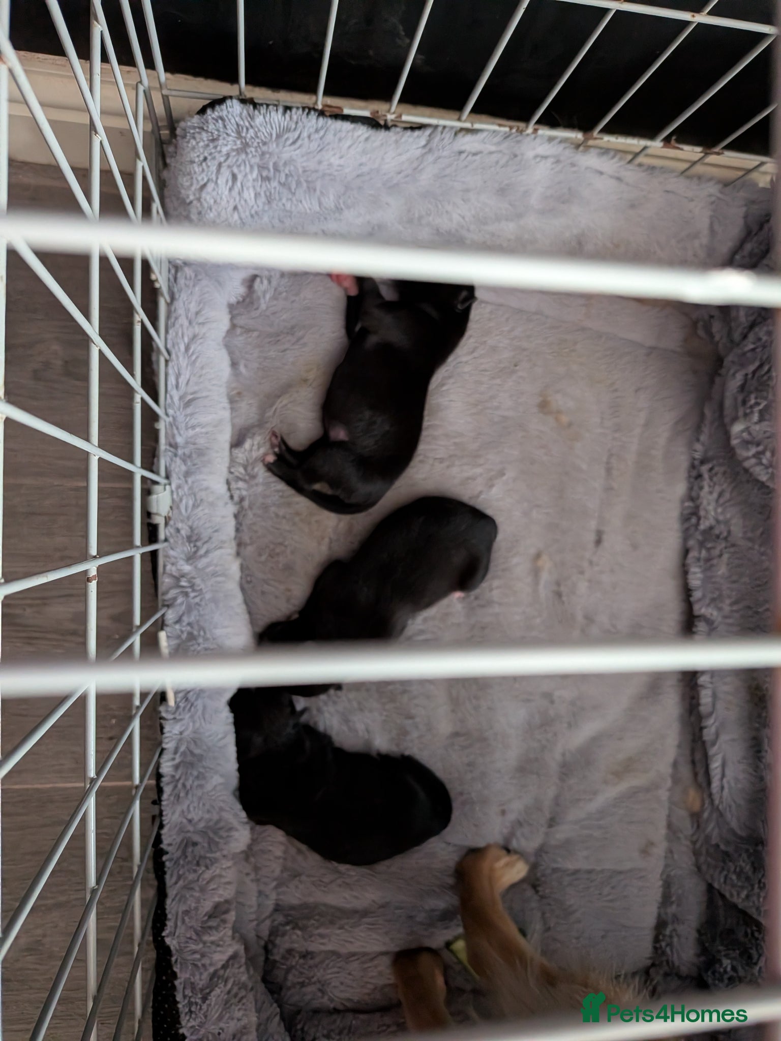 Mixed Breed dogs for sale: Two puppies  in Chorley - Advert 5