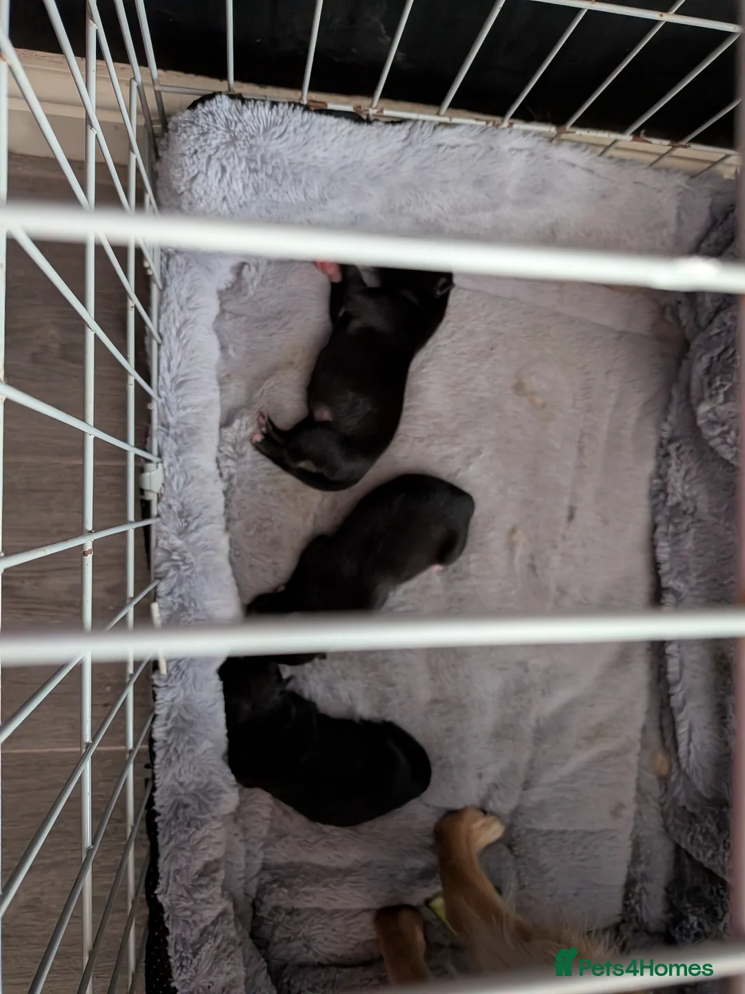 Mixed Breed dogs for sale: Two puppies  in Chorley - Advert 5