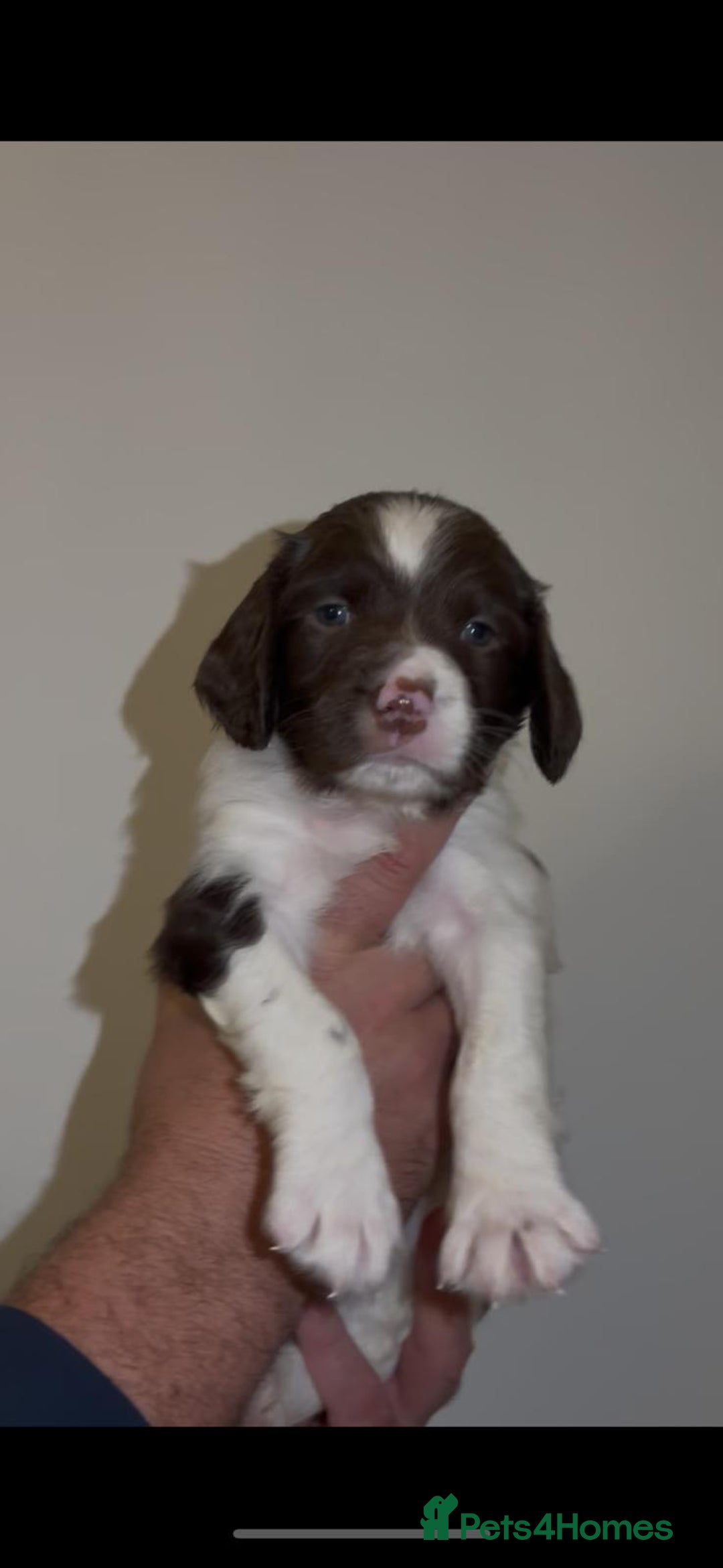 English Springer Spaniel dogs for sale: 🔥Seriously well bred springer spaniel pups - Advert 7