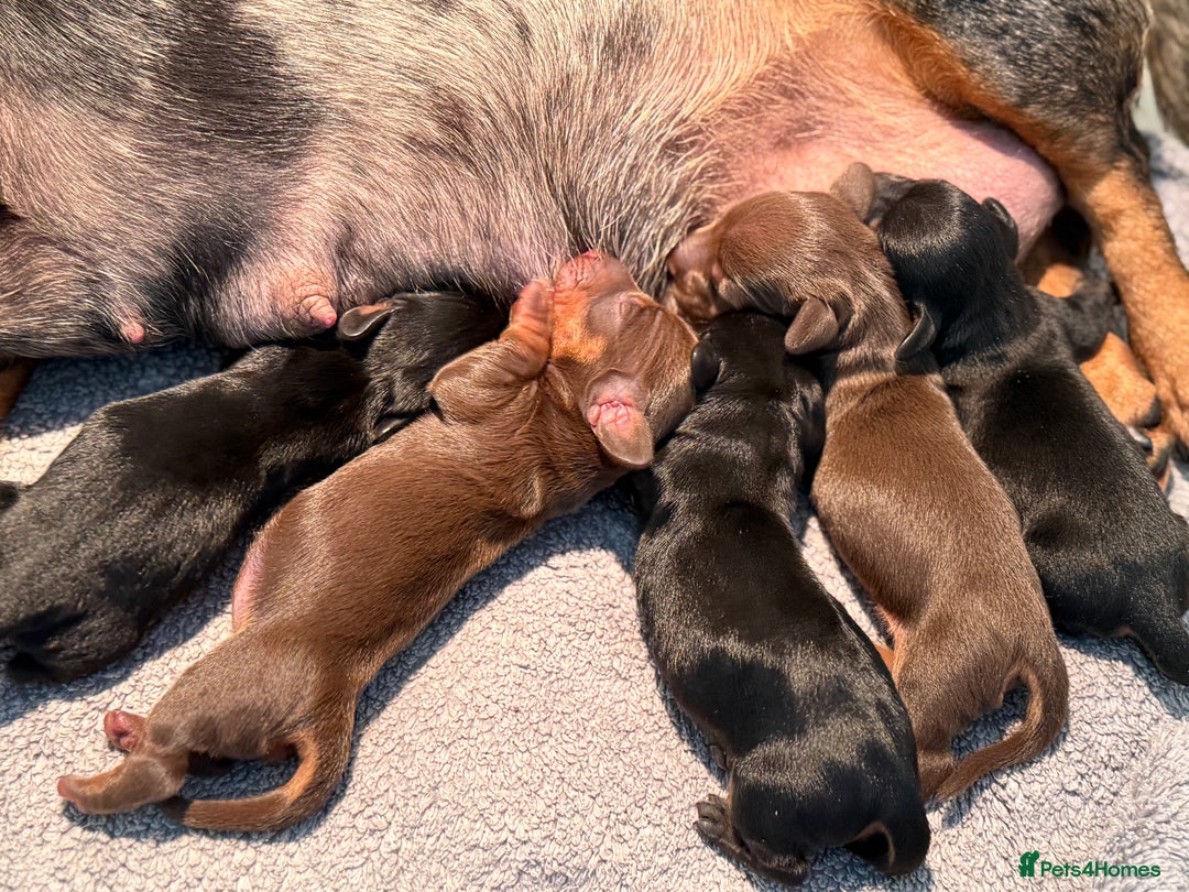 Miniature Dachshund dogs for sale: Kc mini smooth daxie fully tested  - Advert 5