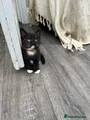 Cute short haired girl (orange collar)