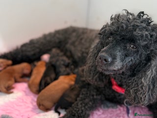 Cavapoo dogs 🧸teddy bear cavapoos 🧸 - Advert 8