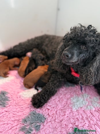 Cavapoo dogs 🧸teddy bear cavapoos 🧸 - Advert 1