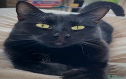 British Shorthair cats for sale: Affectionate and playful cat - Image 2