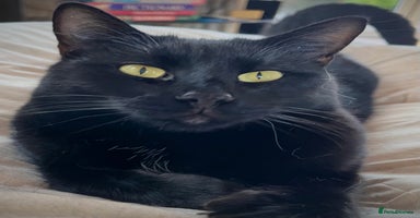 British Shorthair cats - Advert 6