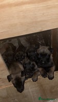 Belgian Shepherd Dog dogs - Advert 7