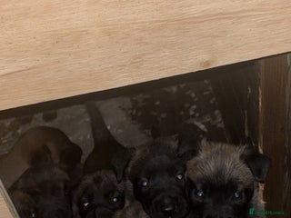 Belgian Shepherd Dog dogs - Advert 2