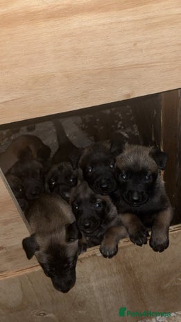 Belgian Shepherd Dog dogs - Advert 2