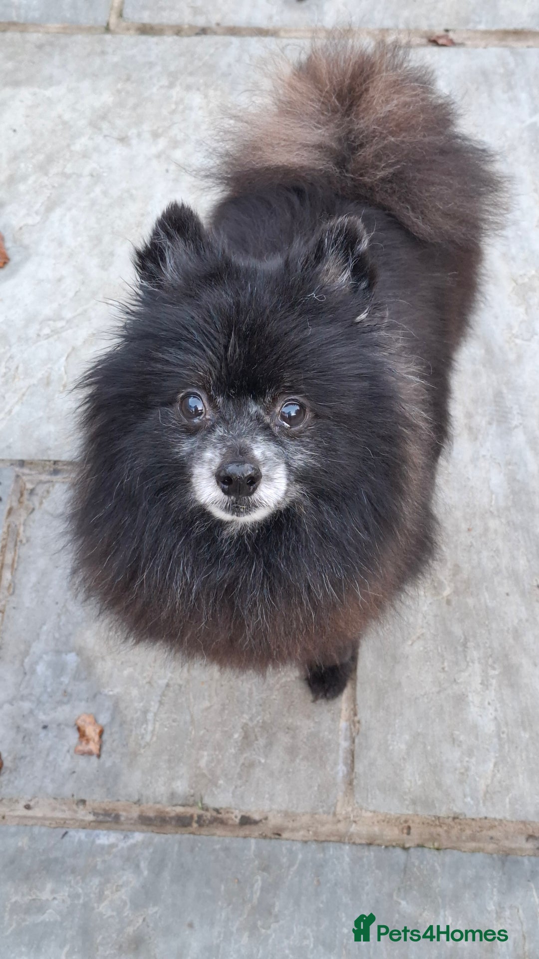 Pomeranian dogs for adoption: Gorgeous Older Poms for adoption - Advert 2