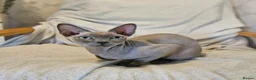 Sphynx cats for sale: Cuddly sphynx cat - Advert 1