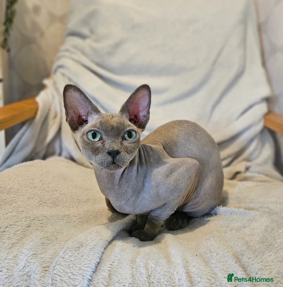 Sphynx cats for sale: Cuddly sphynx cat - Advert 1