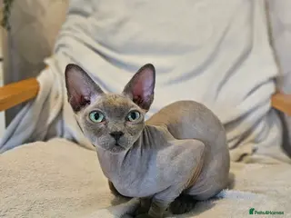 Sphynx cats Cuddly sphynx cat - Advert 1