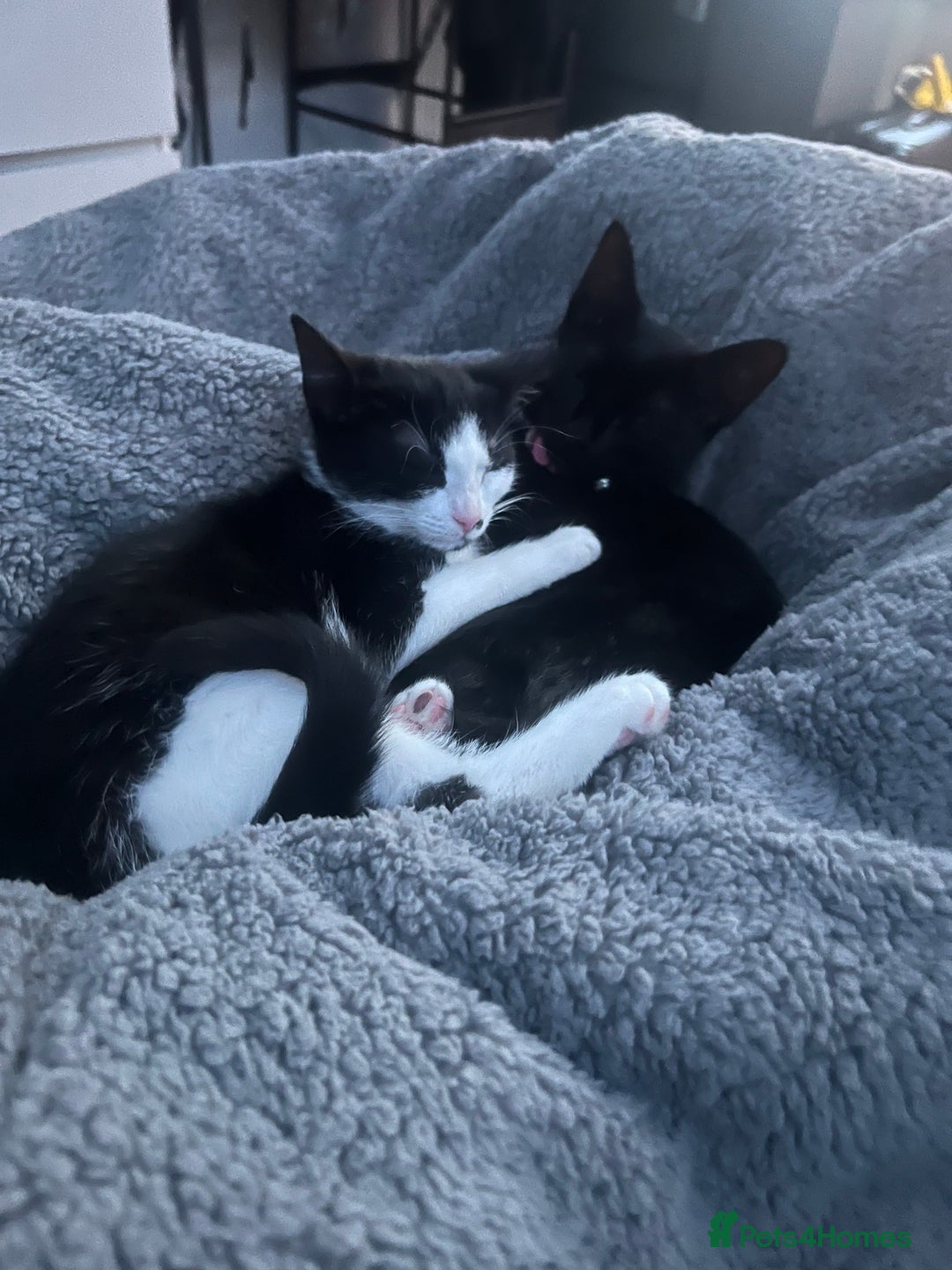 British Shorthair cats for sale: 2 female kittens - Image 8