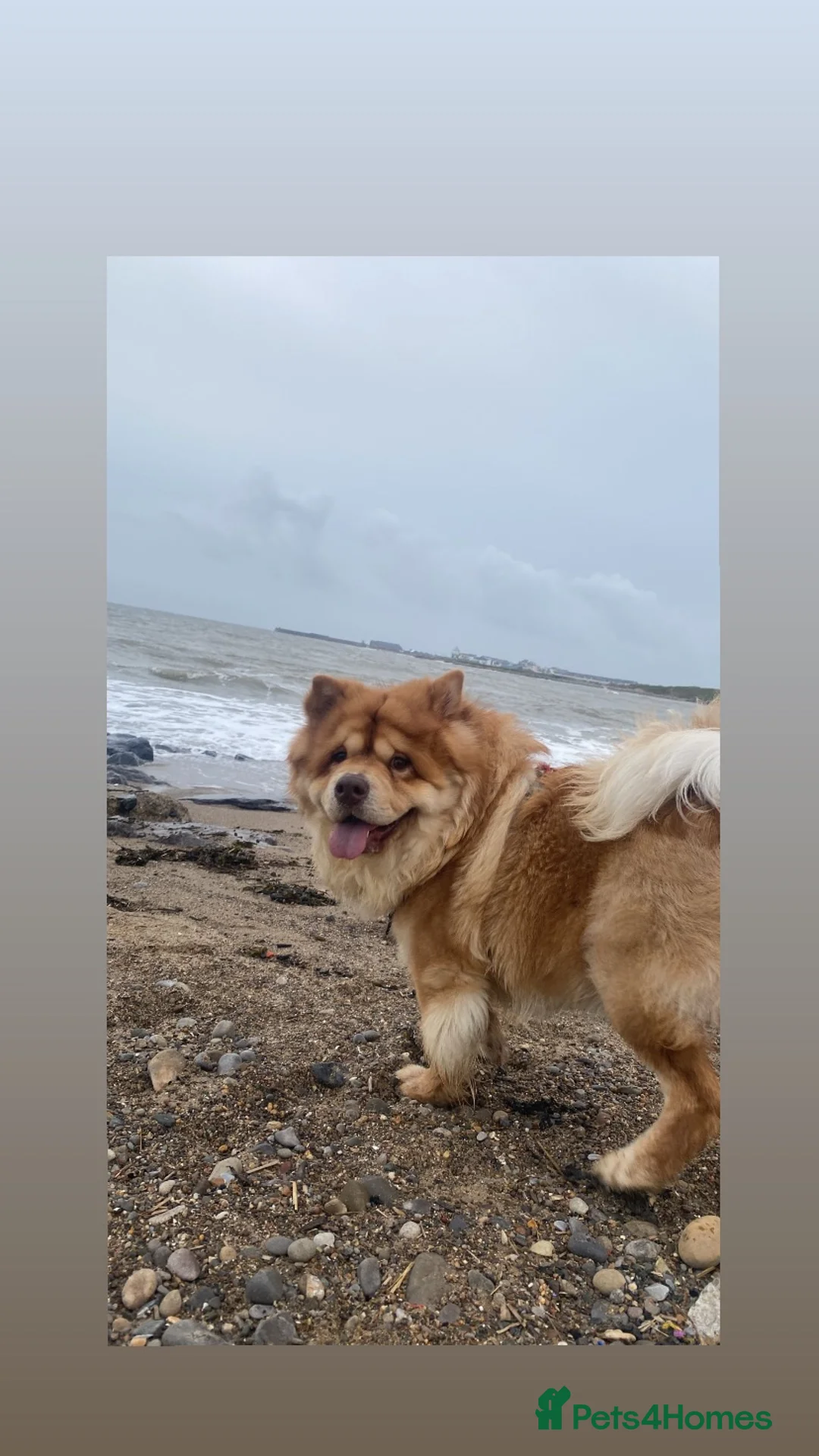 Chow Chow dogs for sale: 3 years old chow chow available for adoption - Advert 2