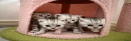 British Shorthair cats for sale: 🏆Champion lines GCCF registered 🏆 - Advert 11