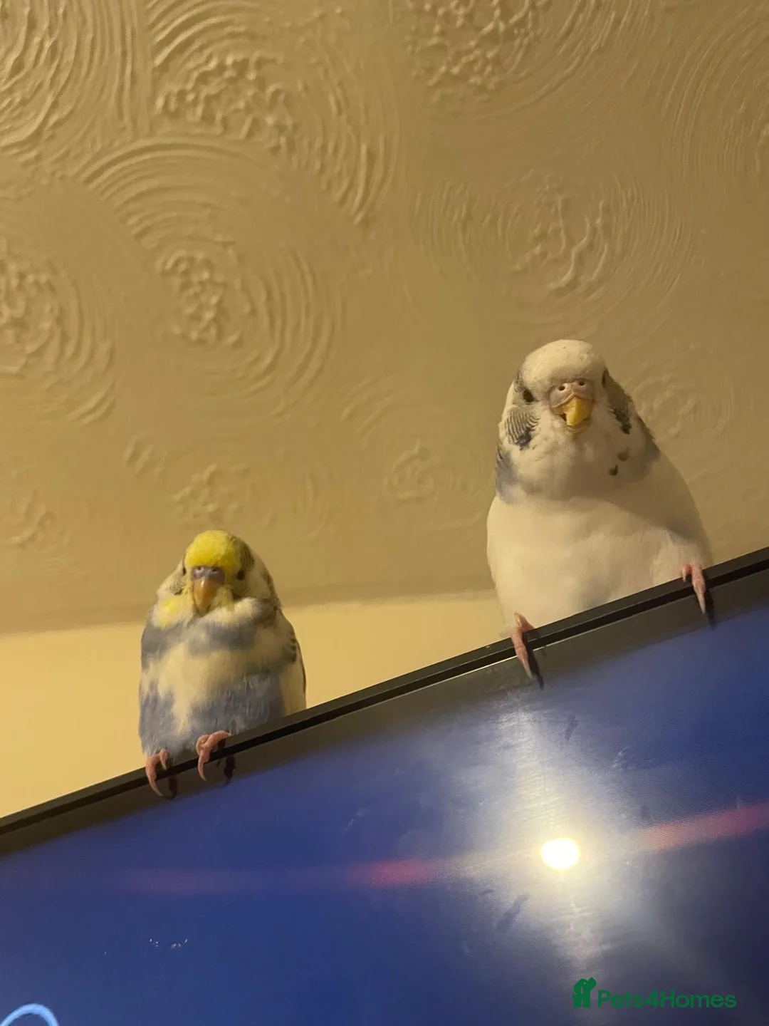 Budgerigars birds for sale: Lonely beautiful budgies (Sold together) - Advert 16