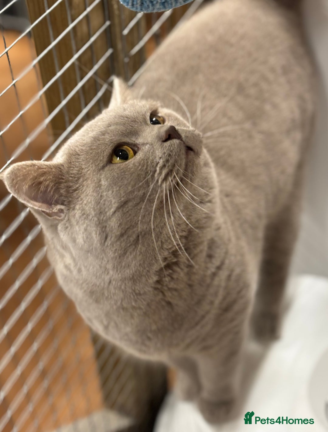 British Shorthair cats for sale: GCCF/TICA Reg Lilac Active male  - Advert 1