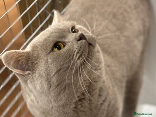 British Shorthair cats GCCF/TICA Reg Lilac Active male - Advert 18