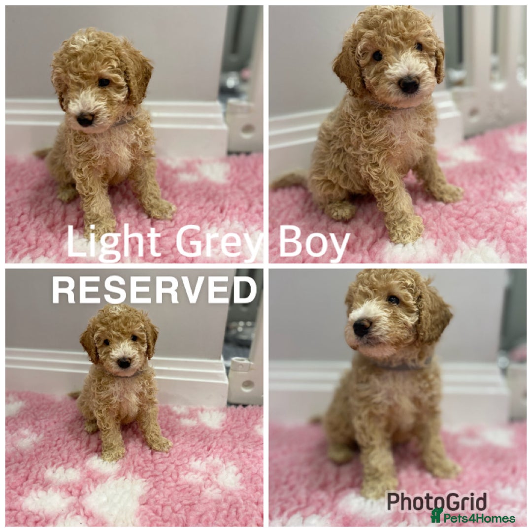 Labradoodle dogs for sale: Multi- Generation Toy/Mini parti Labradoodles   - Advert 4