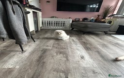 Pomeranian dogs for sale: ICE white Pomeranian girl READY NOW  - Image 10