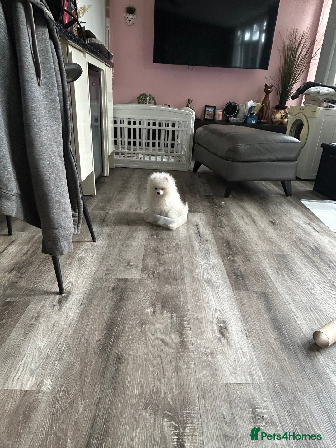 Pomeranian dogs for sale: ICE white Pomeranian girl READY NOW  - Image 10