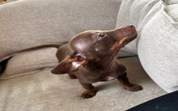Mixed Breed dogs for sale: Adorable Dachshund x Pomchi Puppies - Image 23