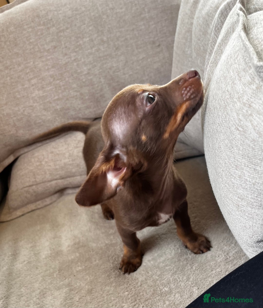 Mixed Breed dogs for sale: Adorable Dachshund x Pomchi Puppies - Image 23