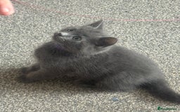 Domestic Shorthair cats for sale: 2 stunning fluffy grey girls - Image 5