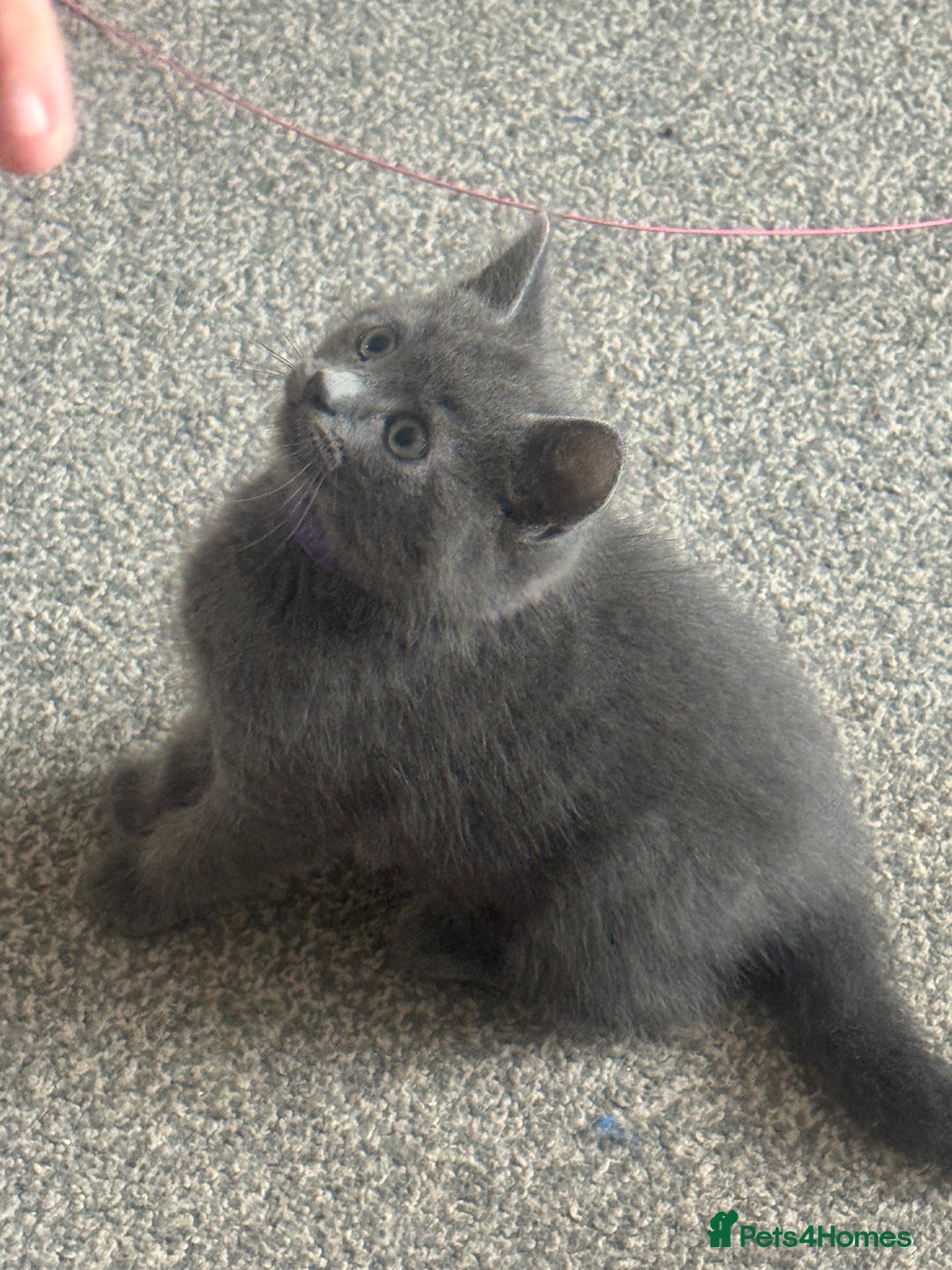 Domestic Shorthair cats for sale: 2 stunning fluffy grey girls - Image 5