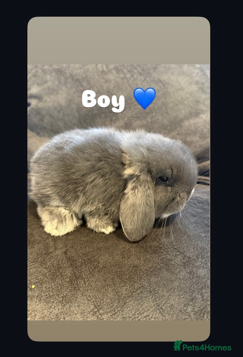 French Lop rabbits Stunning French lops available 23rd march  - Advert 7