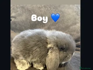 French Lop rabbits Stunning French lops available 23rd march - Advert 7