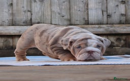 English Bulldog dogs for sale: ONE GORGEOUS LITTLE GIRL  - Advert 6