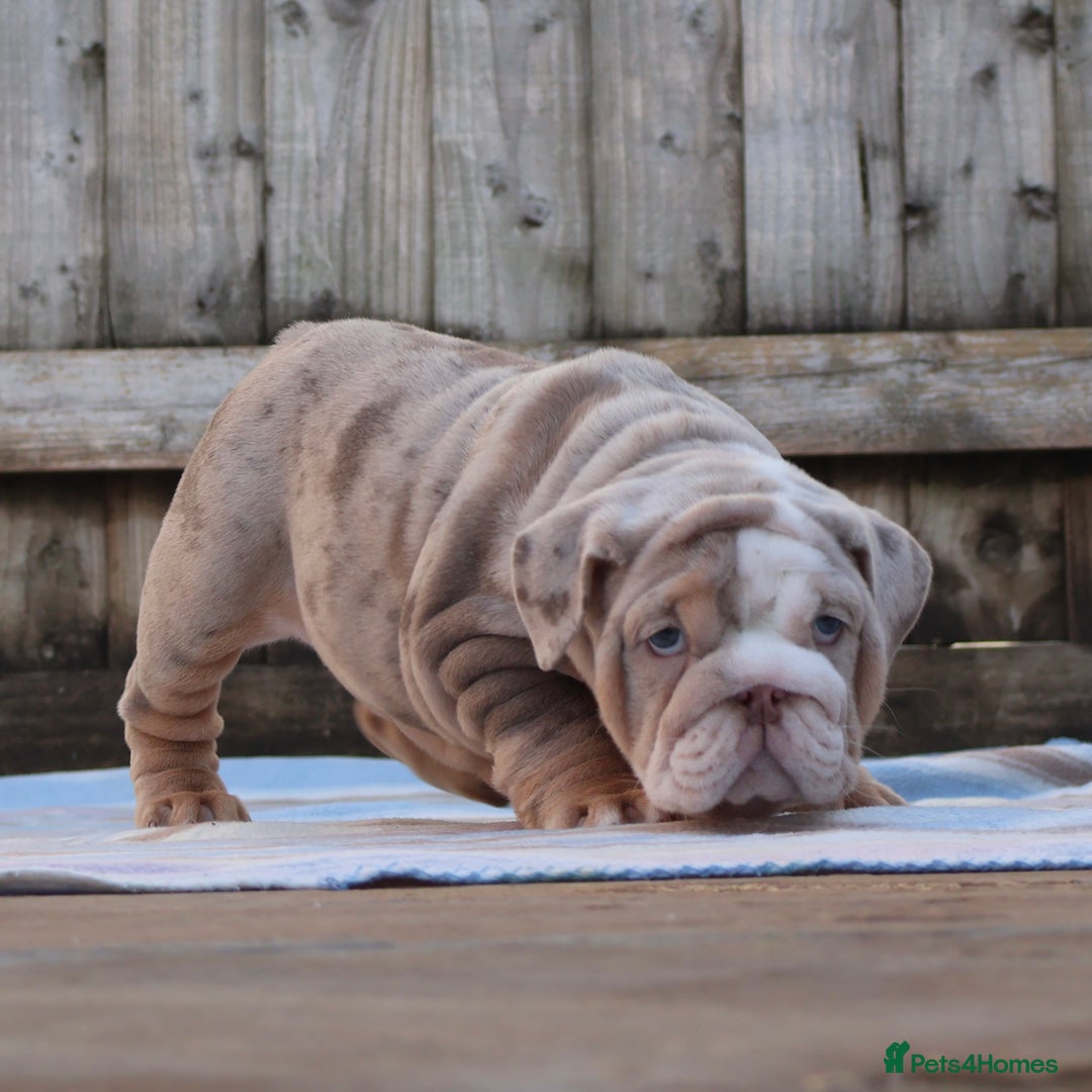 English Bulldog dogs for sale: ONE GORGEOUS LITTLE GIRL  - Advert 6