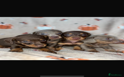 Dachshund dogs for sale: Dachshund Puppies { 2 boys left } - Image 3