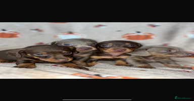Dachshund dogs - Advert 4
