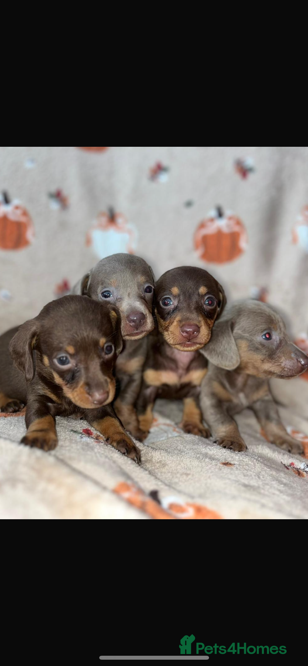 Dachshund dogs for sale: Dachshund Puppies { 2 boys left } - Image 3