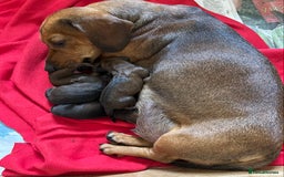 Miniature Dachshund dogs for sale: Beautiful short haired miniature dachshunds in Melton Mowbray - Image 4