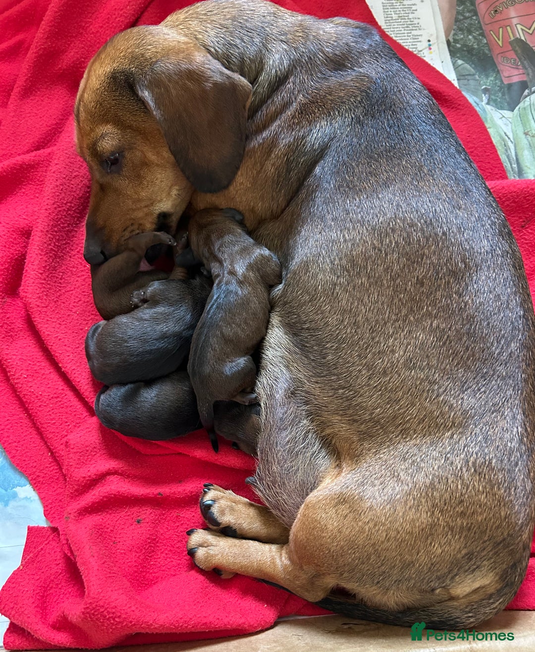 Miniature Dachshund dogs for sale: Beautiful short haired miniature dachshunds in Melton Mowbray - Image 4
