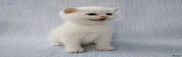 British Shorthair cats for sale: 🌟Adorable Golden Pure BSH kittens 🌟 - Advert 25