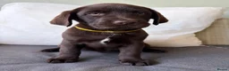Labrador Retriever dogs for sale: 2 girls available Extenively health Tested READY - Advert 8