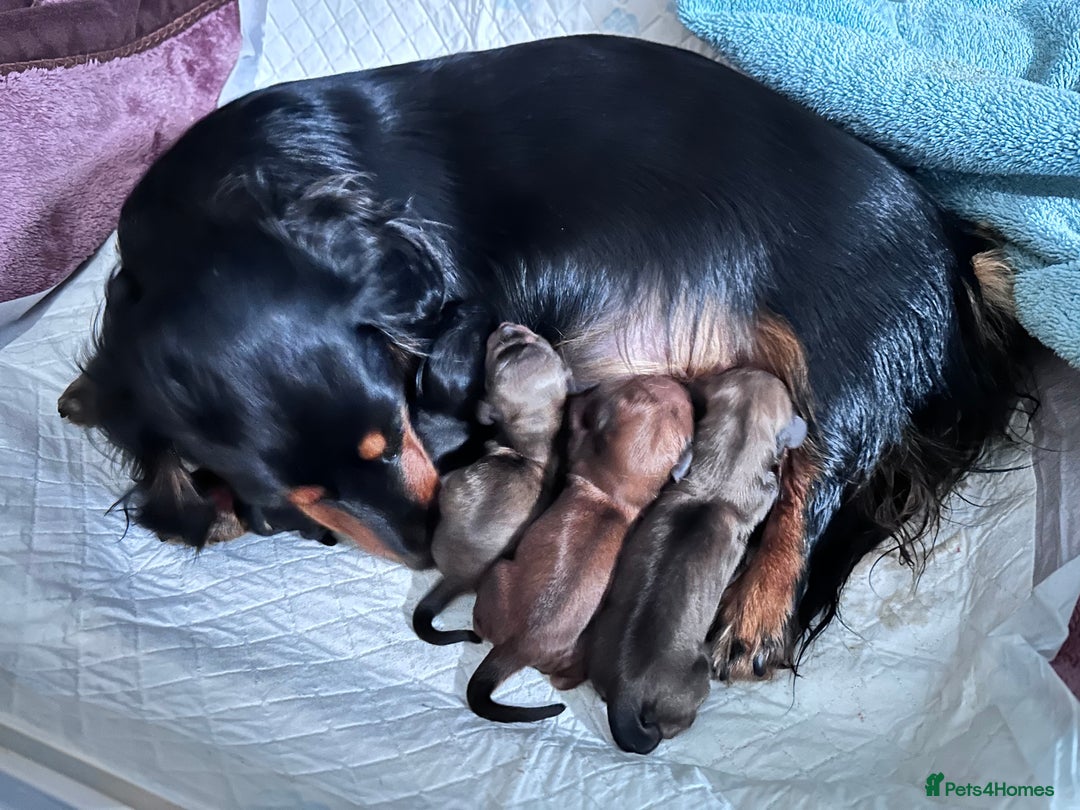 Miniature Dachshund dogs for sale: PRA Clear Mini Longhair Dachshund Pups Cream Red.. - Advert 2