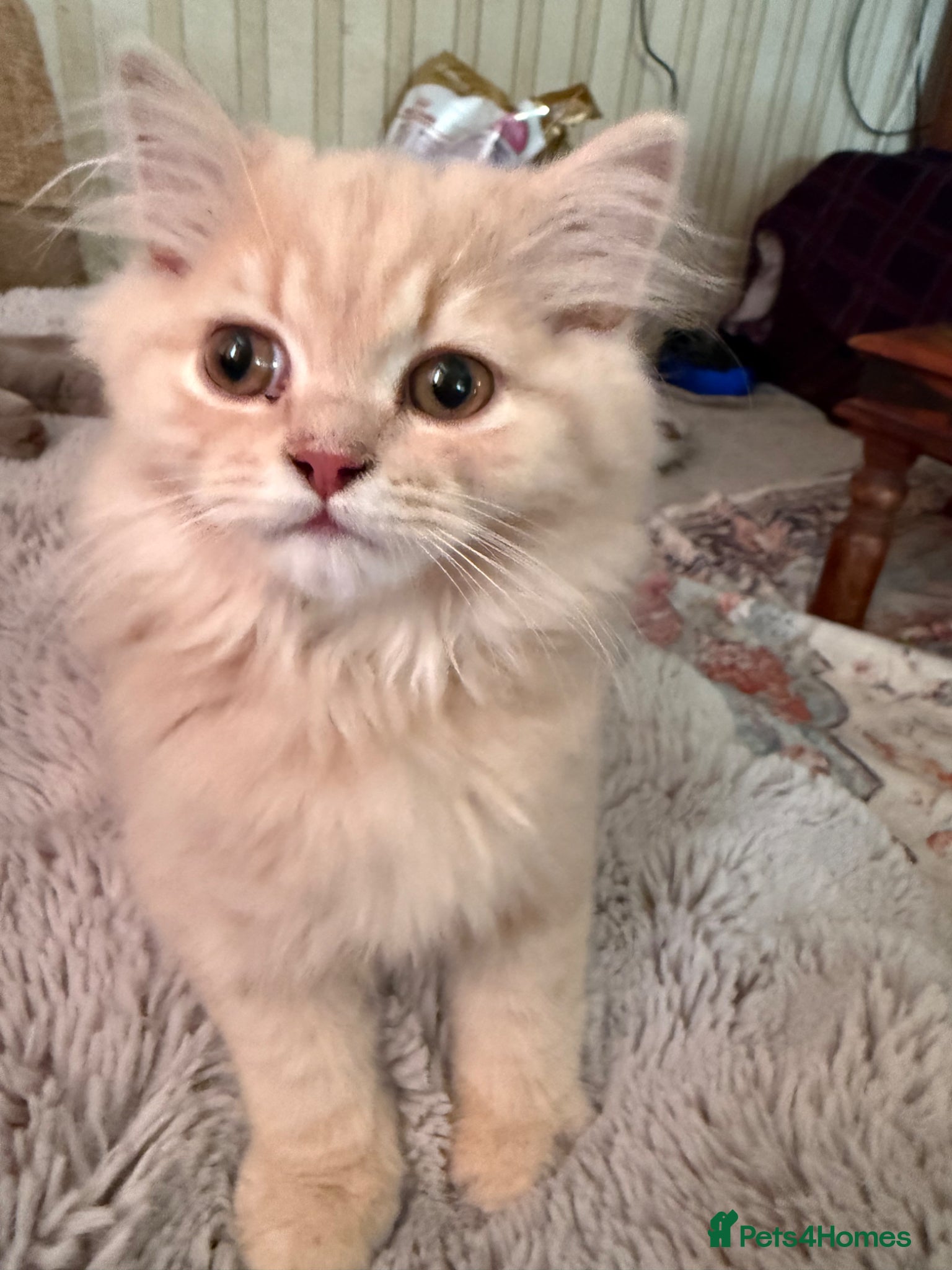 British Longhair cats British longhair pedigree  - Advert 1